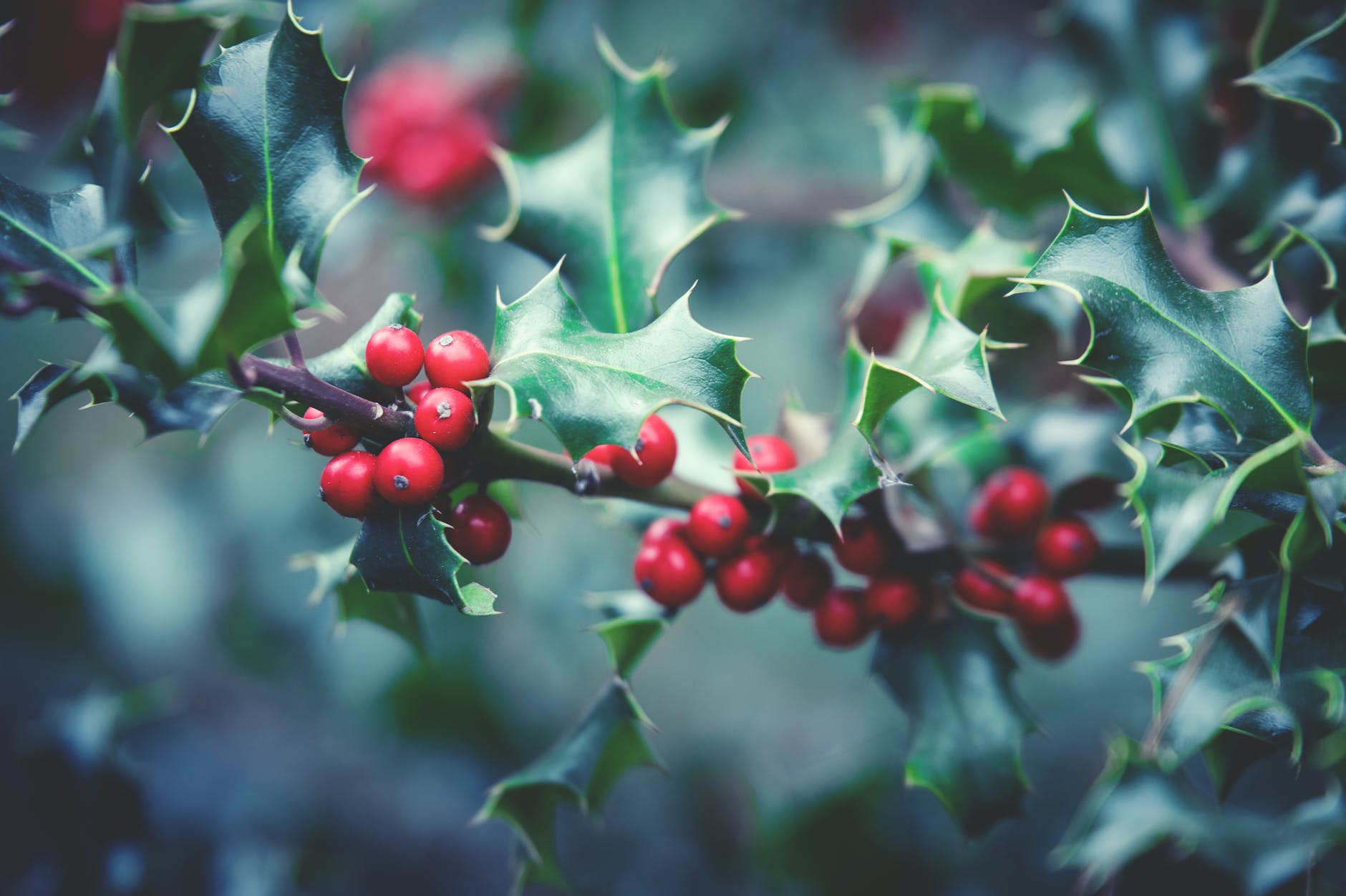 Apothecary Featured Herb: Winter Wonders