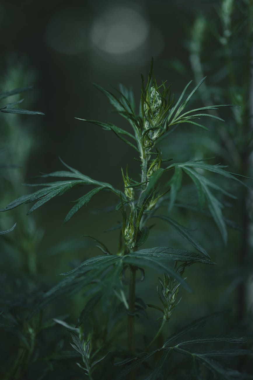 Apothecary Featured Herb: Mugwort