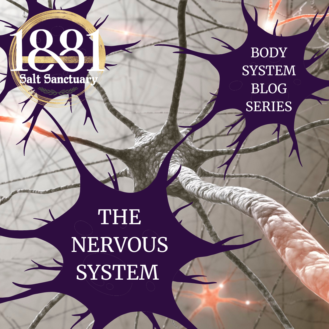 Body Systems Series: The Nervous System