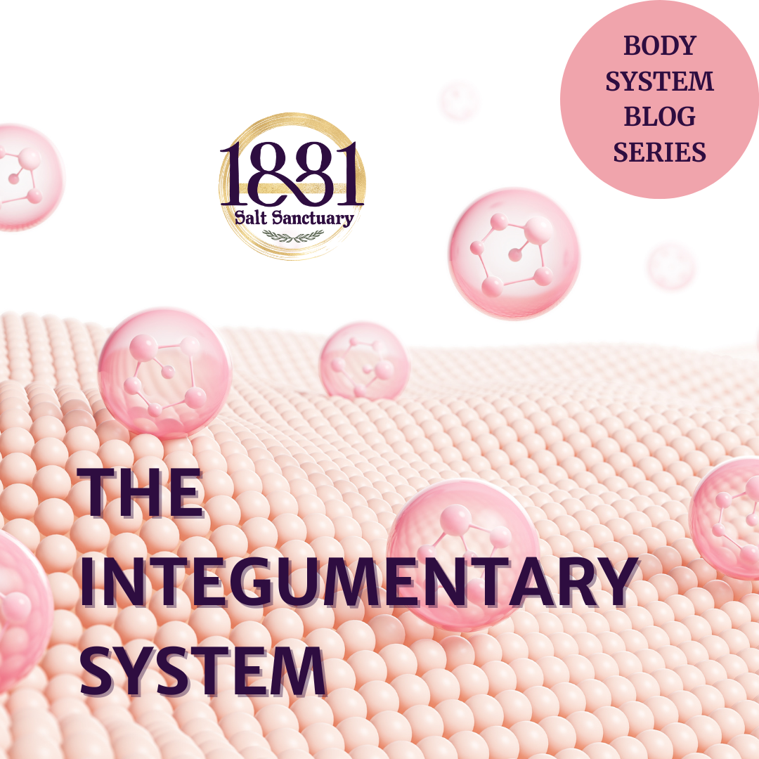 The Integumentary System – Your Skin