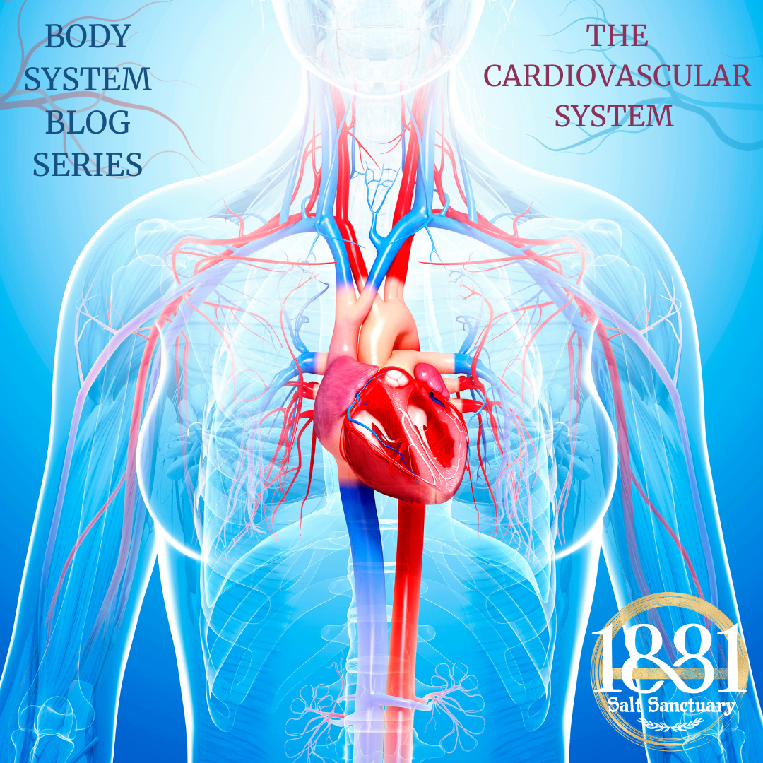 Cardiovascular System