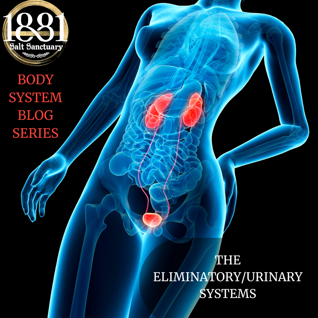 The Eliminatory System